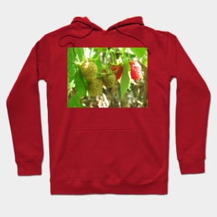 Raspberries Hoodie